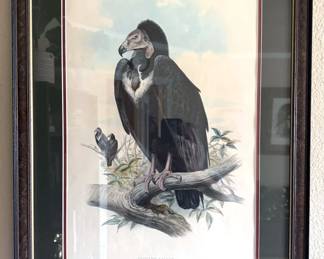 Multiple John Gould bird lithographs from 1800s 
Multiple George Edwards bird lithographs c. 1750-60
