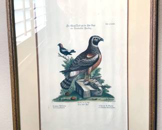 Multiple John Gould bird lithographs from 1800s 
Multiple George Edwards bird lithographs c. 1750-60
