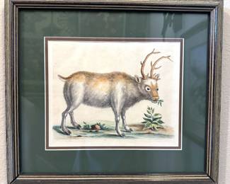 18th-century hand-colored engraving titled "The Greenland Buck" by George Edwards. 