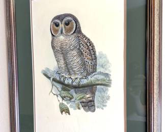 Multiple John Gould bird lithographs from 1800s 
Multiple George Edwards bird lithographs c. 1750-60

