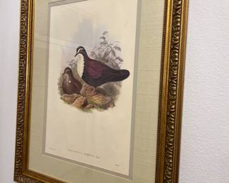 John Gould Lithograph in gold frame