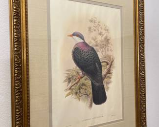 John Gould Lithograph in gold frame