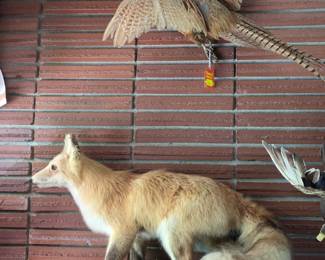 Foxie Fox and friends