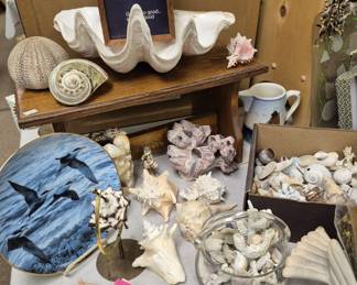 Summer collectibles. Shells