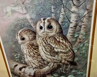 Owls