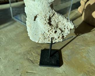 Coral Fossil 
