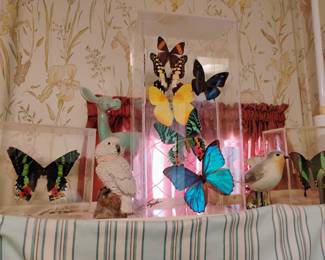 butterflies in cases