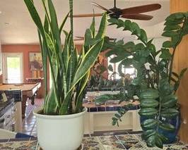 7912 2 Living Plants in Pots