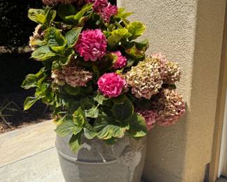Gorgeous hydrangeas!