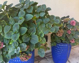 These are healthy and huge!