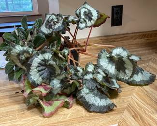 2 Plants-Rex Begonia and African Violet