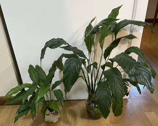 2 Peace Lily Plants