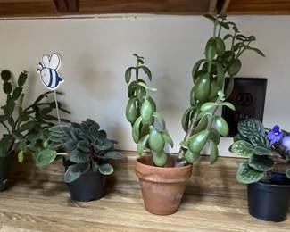 4 Plants-2 African Violets, Crassula Ovata or otherwise known as Jade Plant, and Easter Cactus.