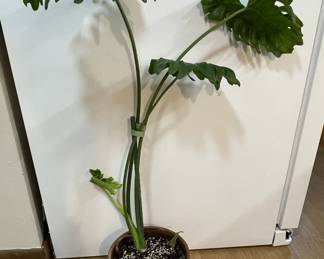 Monstera Plant