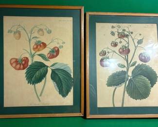 Strawberry Botanical Illustrations