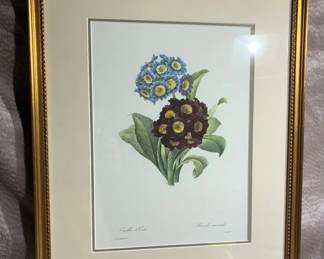 Reproduction Botanical Illustration Print