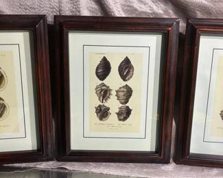 Seashell Scientific Illustration Prints