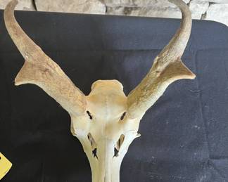 20+ Antlers