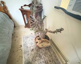 . . . jade that needs your TLC