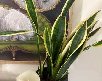 . . . live plant