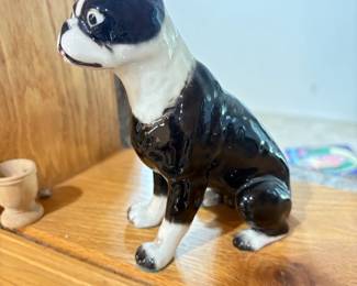 . . . Boston terrier