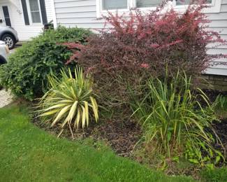 Shrubs & grasses
