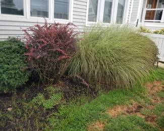 Shrubs & grasses