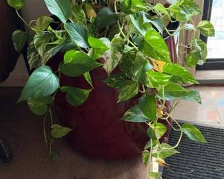 Large Potted Pothos Plant 