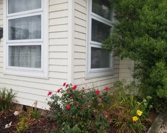 Cedar Impressions siding; rose bushes, daylilies & more 
