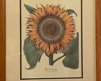 Botanical Print – “Flos Solis maior” - Printed in Italy by Grafiche Tassotti.