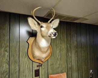 Taxidermy deer head