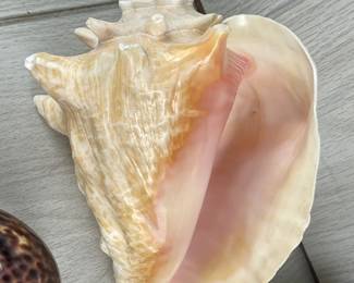 LOT 290 MANY SHELLS IN THIS LOT! SEA SHELLS GORGEOUS CONCH SHELL ABALONE