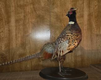 Taxidermy pheasant 