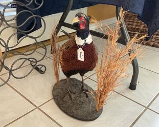 Taxidermy Ringneck Pheasant Display, This bird's vibrant plumage and lifelike detail display piece. Rustic Decor.