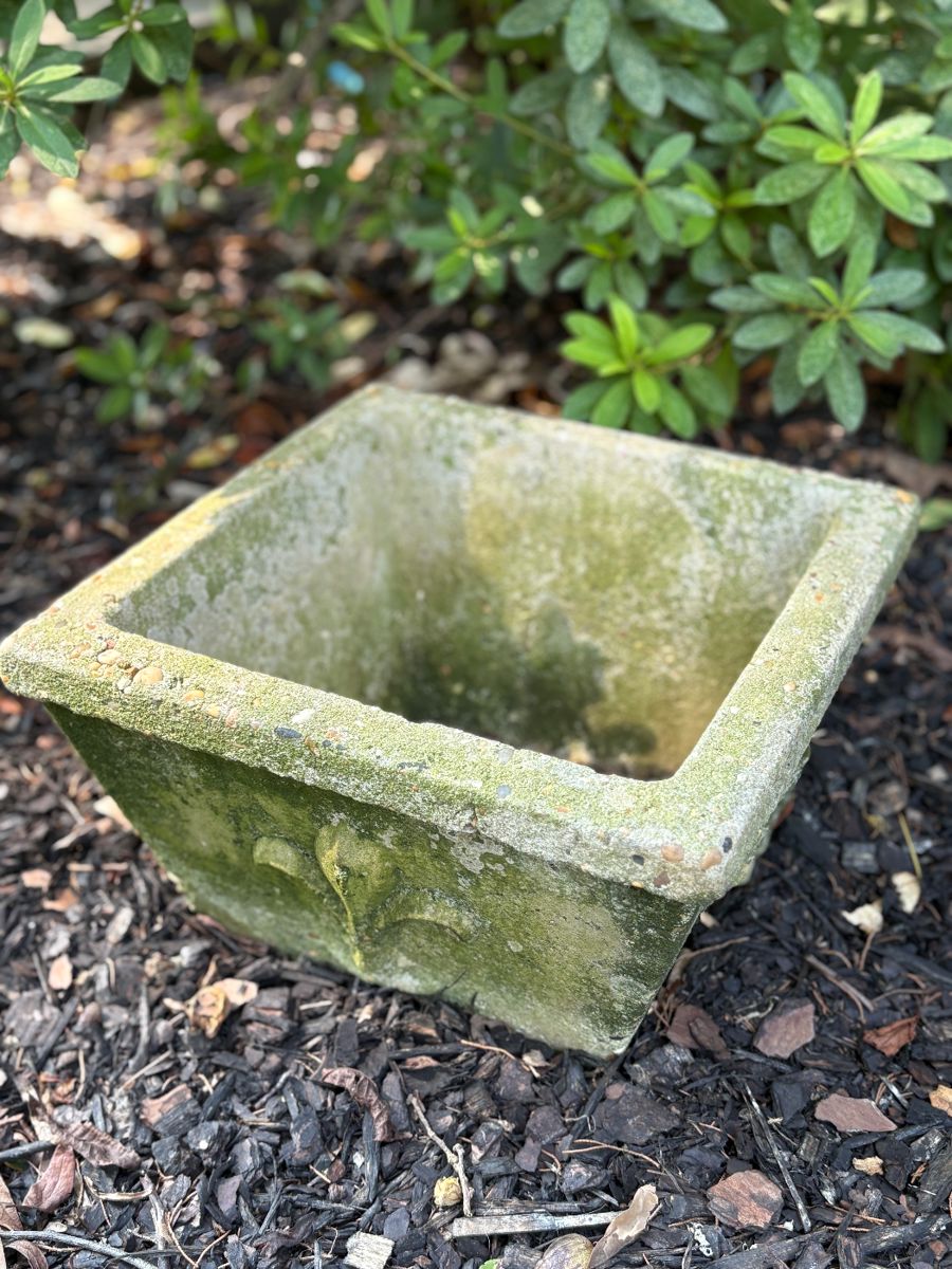 Perfect moss growth!
