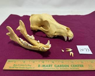 Animal Skull