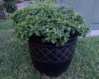 Plants