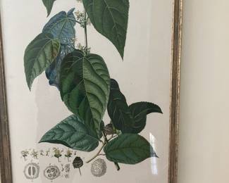 Botanical framed print