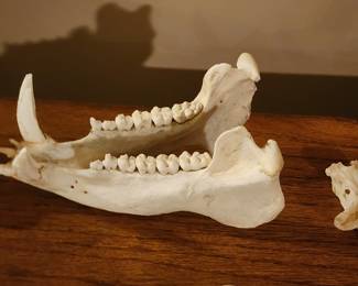 Real Animal Jaw Bone With Teeth Taxidermy Natural Specimen