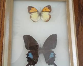 Framed Real Butterfly Specimens – Swallowtail & Orange Tip – Entomology Display