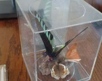Real Butterfly Specimen Display – Acrylic Cube Case – Green Banded Swallowtail & Others