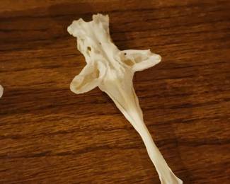Real Animal Vertebra Bone Specimen Natural Taxidermy Curio