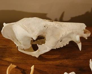 Real Animal Skull Bone Specimen Taxidermy Curio Decor