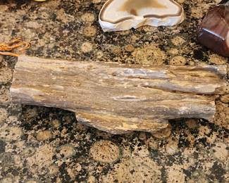 Petrified Wood Log Fossil Specimen – Polished Mineral Stone Slice