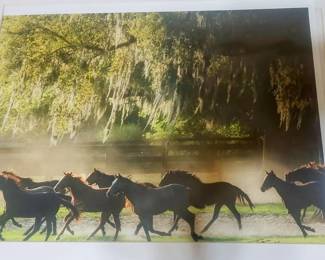 Horse Photography by Kent Weakley