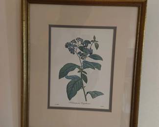 Heliotropium Corymbosum Botanical Print 
