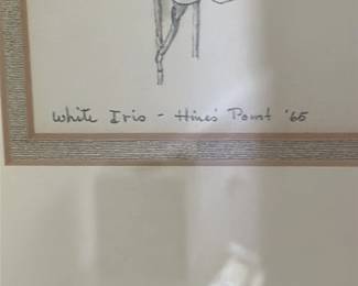 White Iris Drawing 