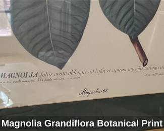 Magnolia Grandiflora Botanical Print 