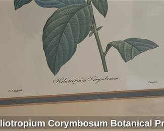 Heliotropium Corymbosum Botanical Print 