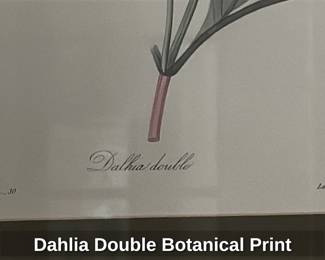 Dahlia Double Botanical Print 